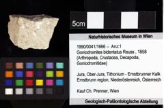 Foto (Objket + Etiketten) von Goniodromites bidentatus (Reuss, 1858) 